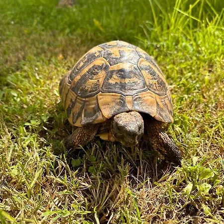 Relais Druda קאלי