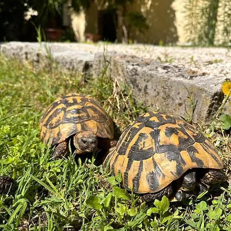 Relais Druda Alojamento de Acomodação e Pequeno-almoço Cagli